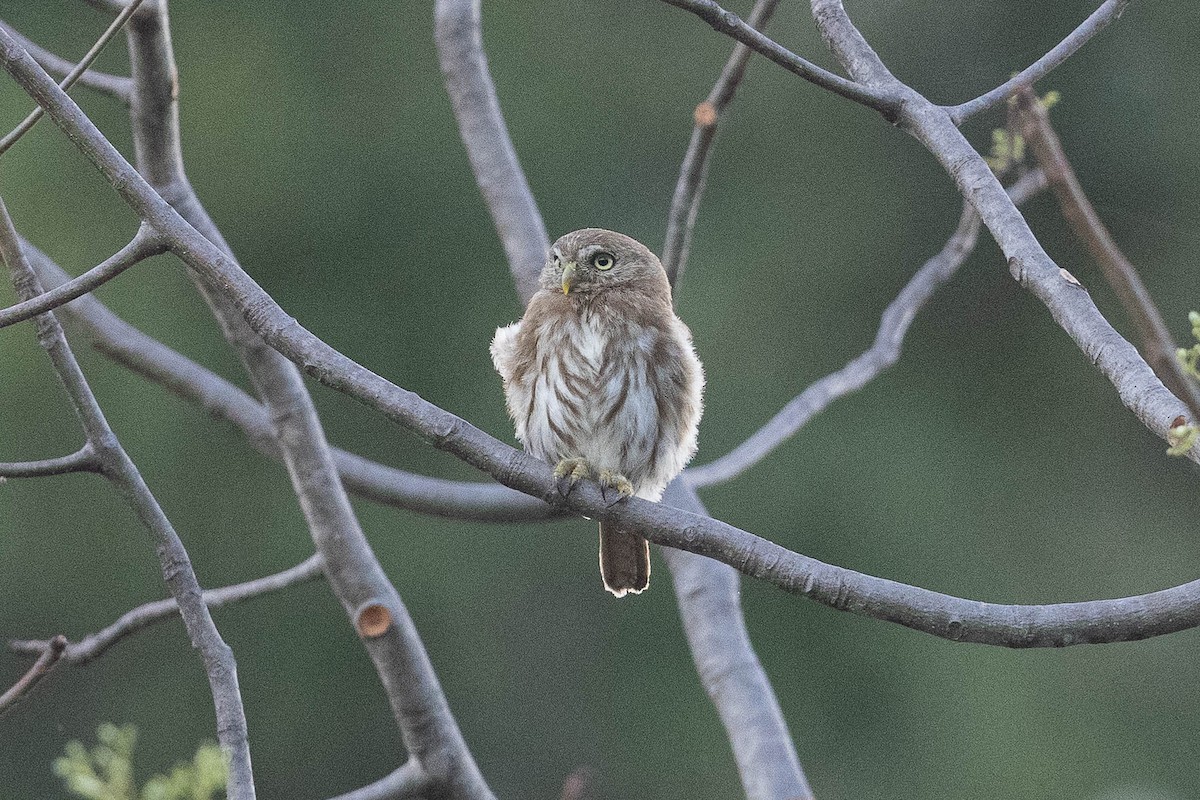 Peruvian Pygmy-Owl - ML477123061