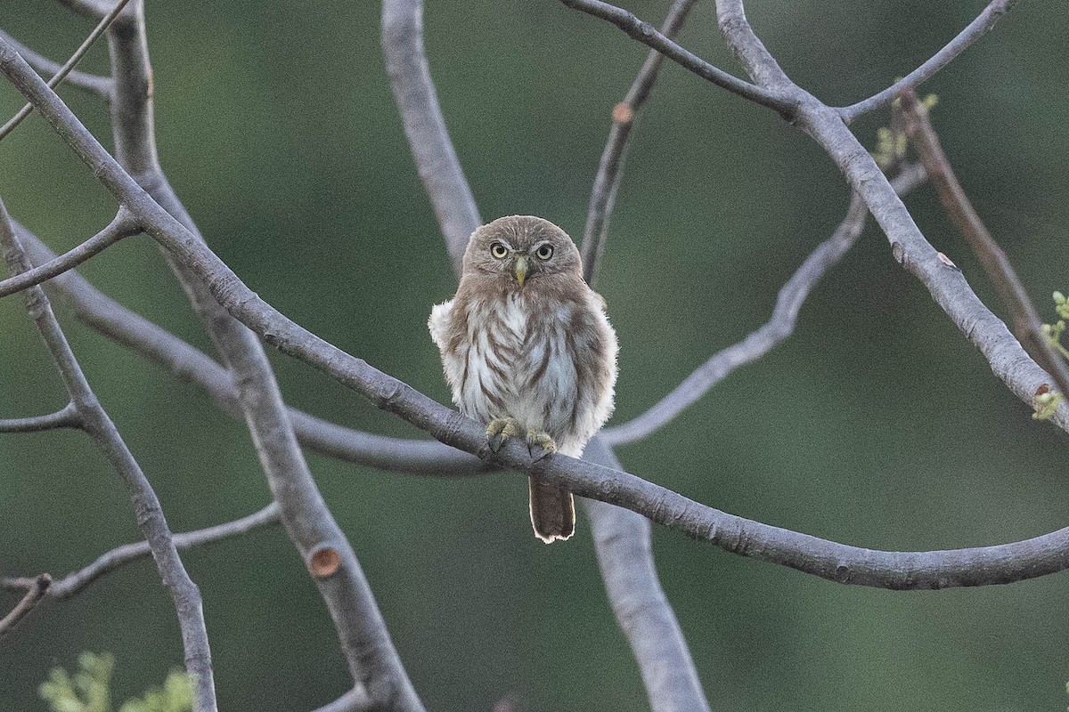 Peruvian Pygmy-Owl - ML477123081