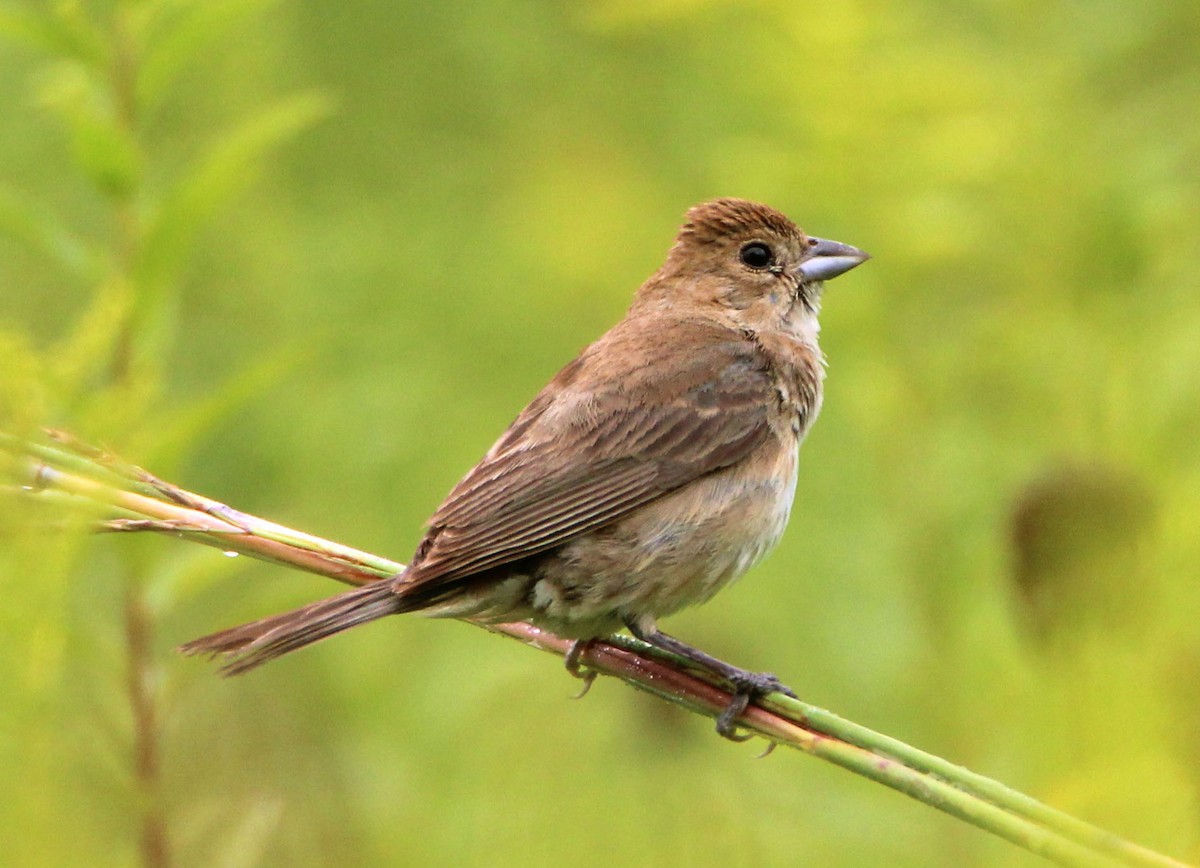 Indigo Bunting - ML477123261