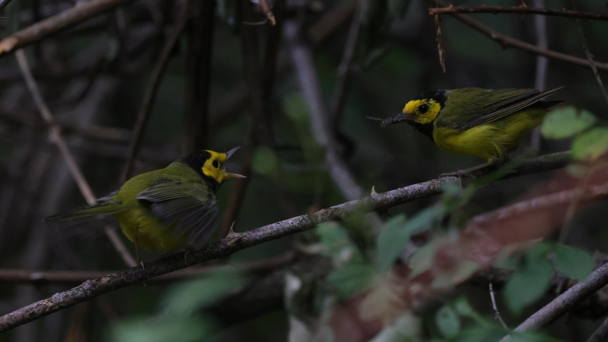 ML477123671 - Hooded Warbler - Macaulay Library