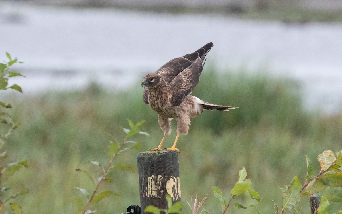 Pallid Harrier - ML477123871