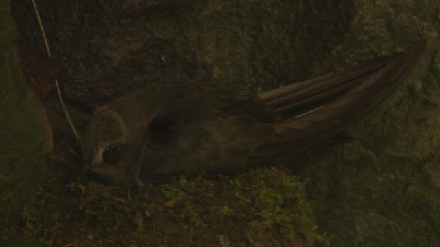 Black Swift - ML477124