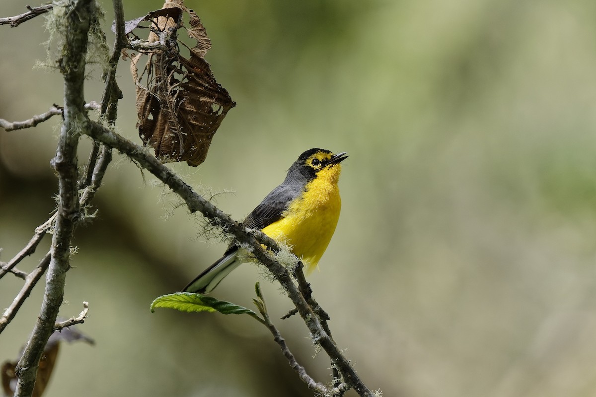 Spectacled Redstart - ML477124181