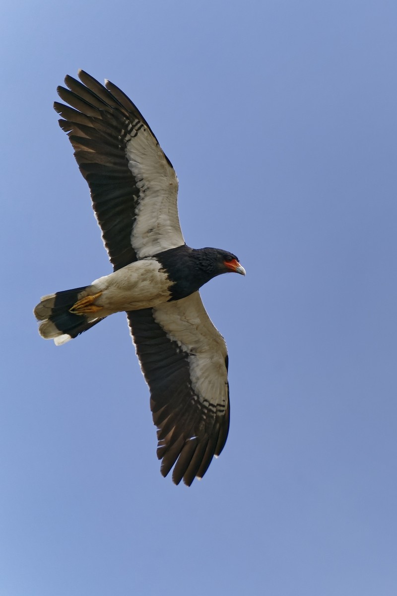 Mountain Caracara - ML477124541