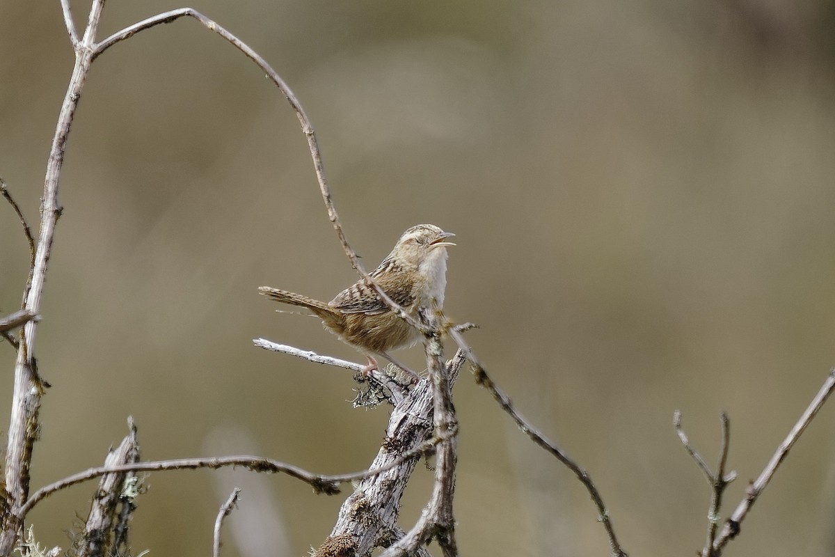 Grass Wren - ML477124681