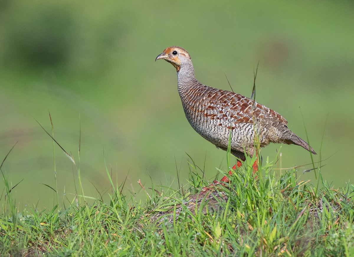 Gray Francolin - ML477124841