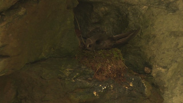 Black Swift - ML477125