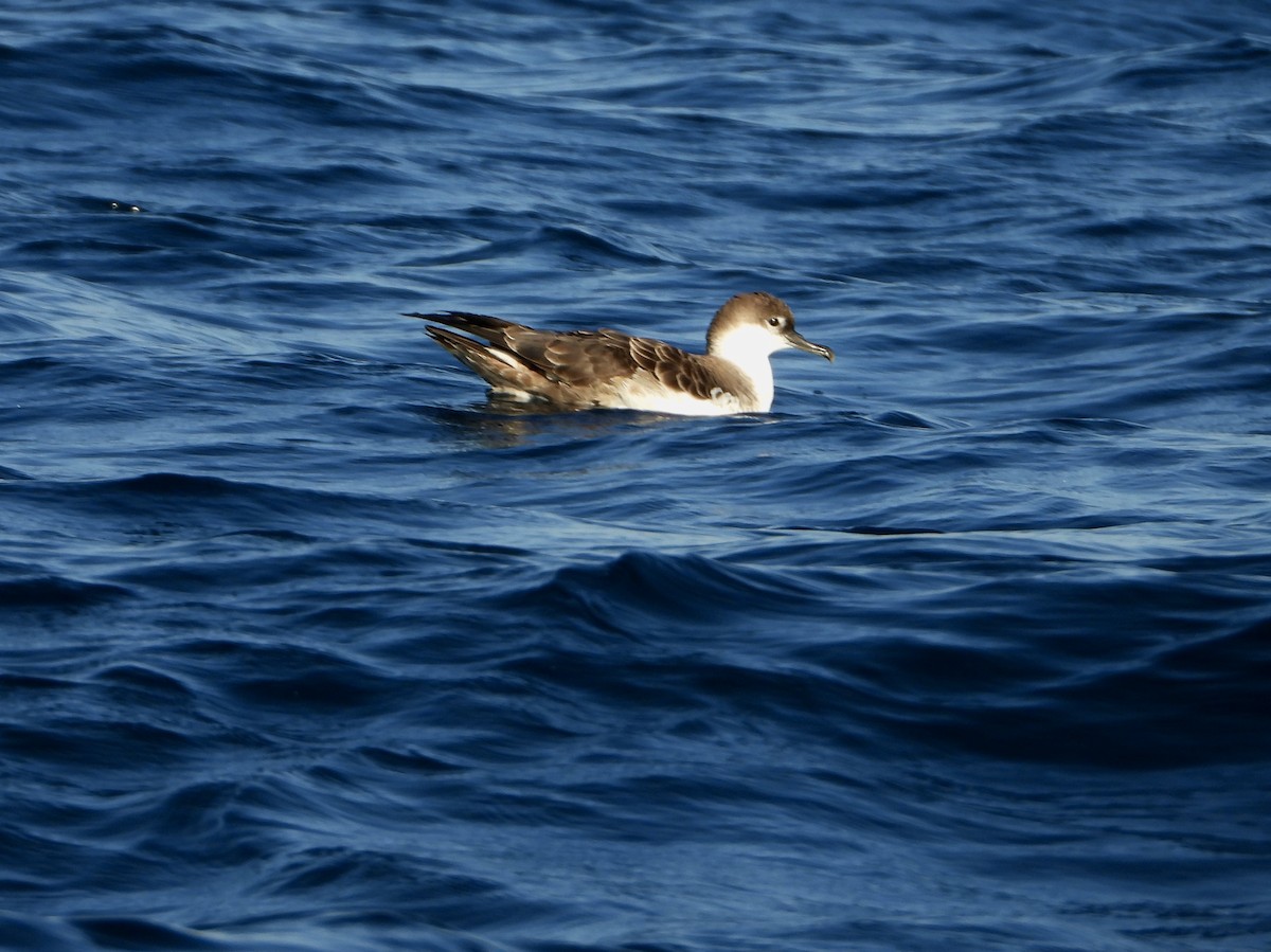 Great Shearwater - ML477125901