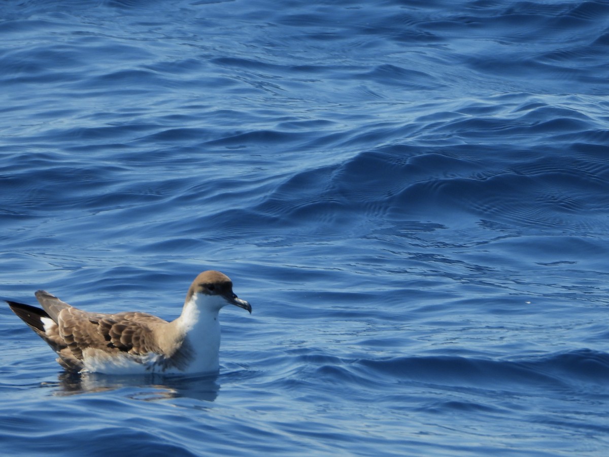 Great Shearwater - ML477126221