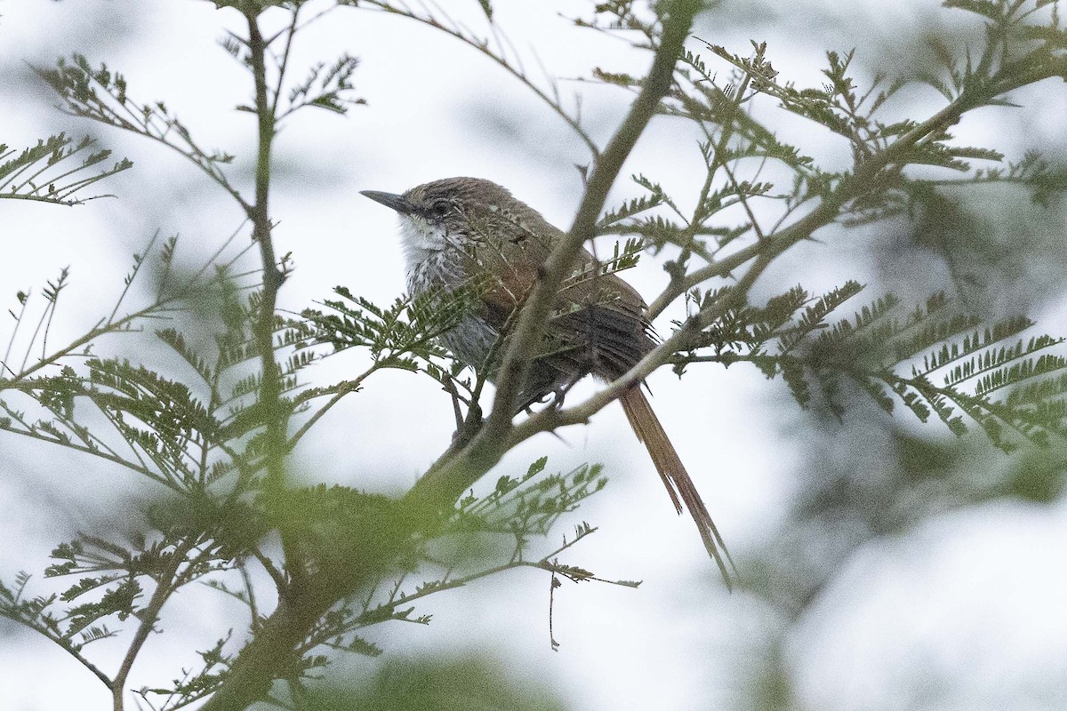 Chinchipe Spinetail - Eric VanderWerf