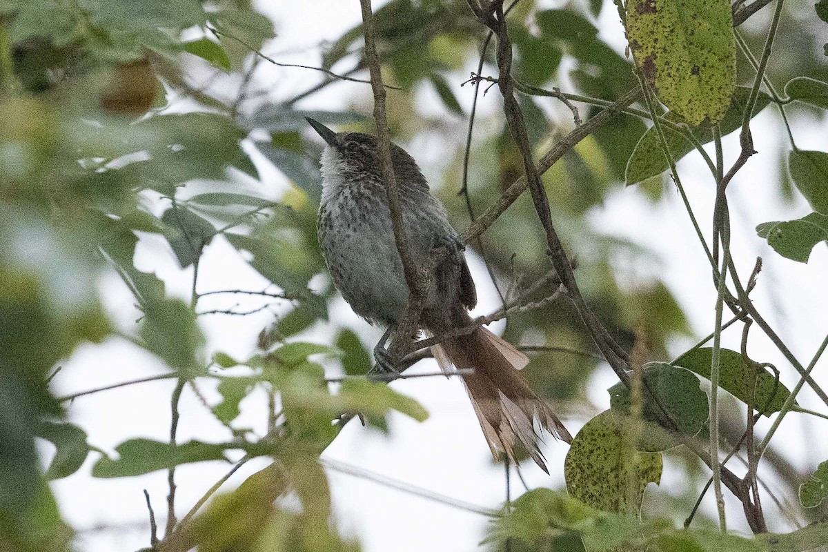 Chinchipe Spinetail - Eric VanderWerf