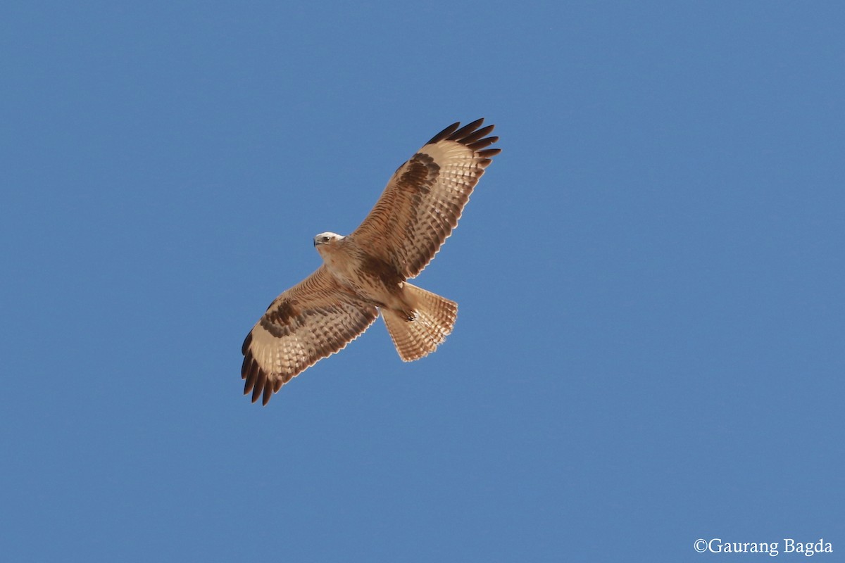 Long-legged Buzzard - ML47712711