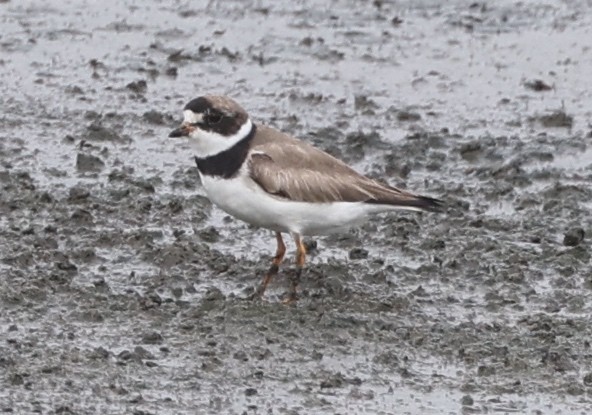 Semipalmated Plover - ML477127421