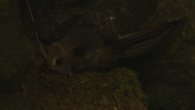 Black Swift - ML477128