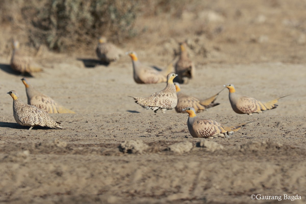 Spotted Sandgrouse - ML47712821