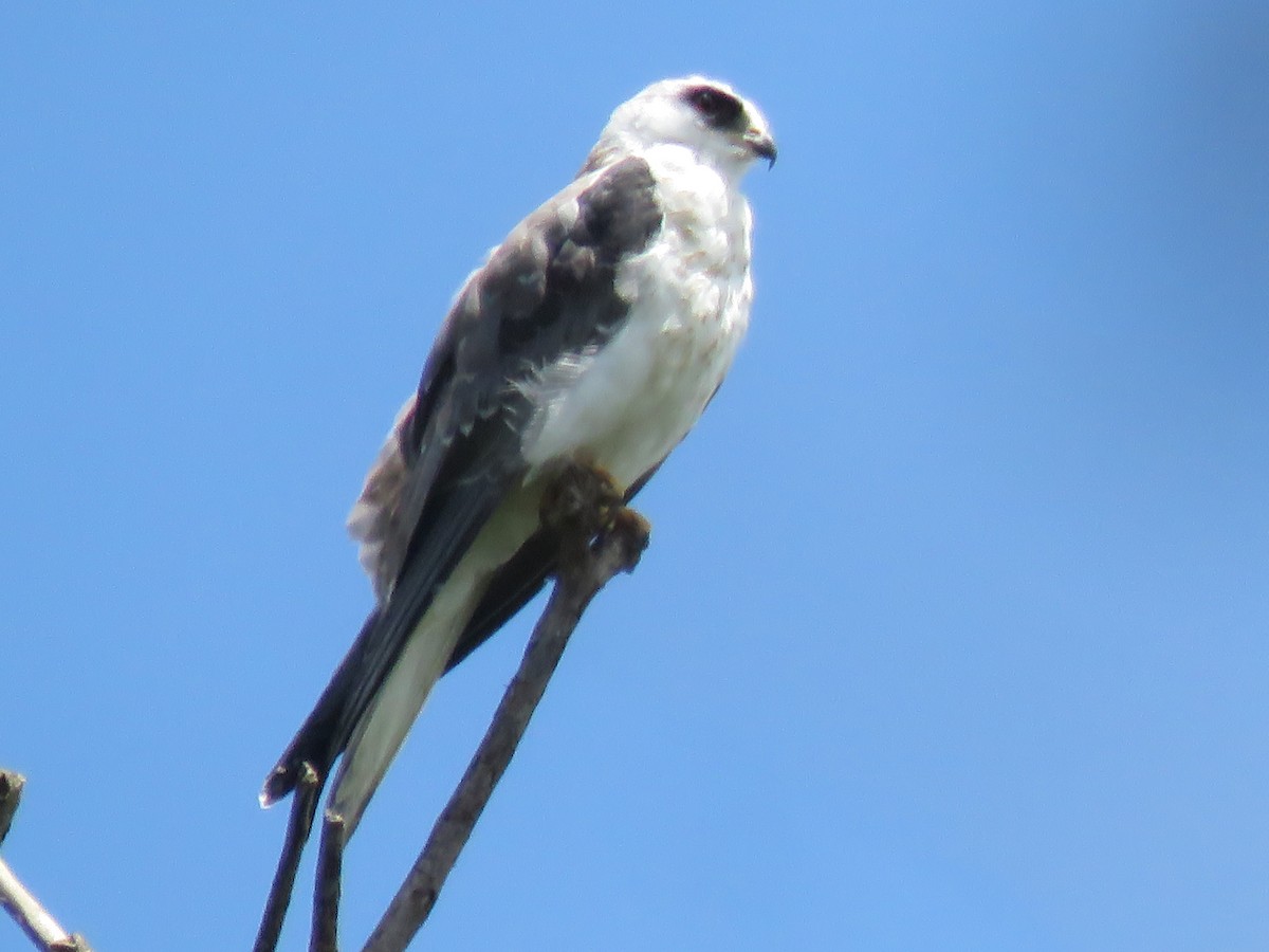 White-tailed Kite - ML477128261