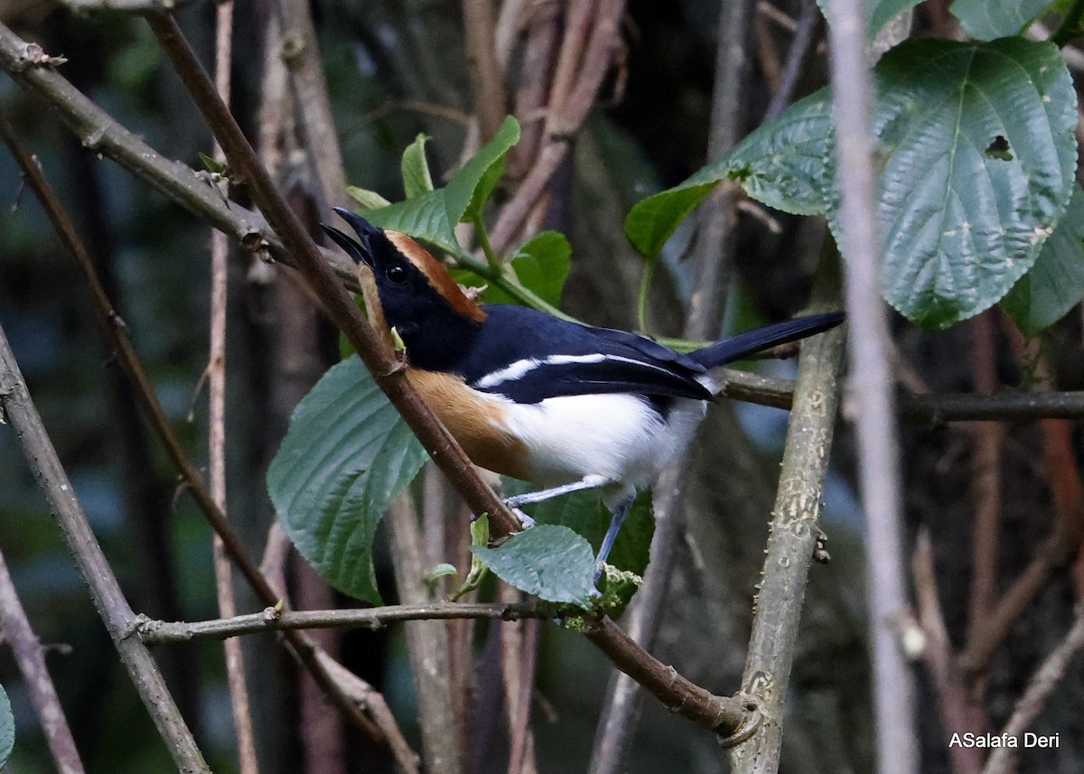 Lühder's Bushshrike - ML477129221