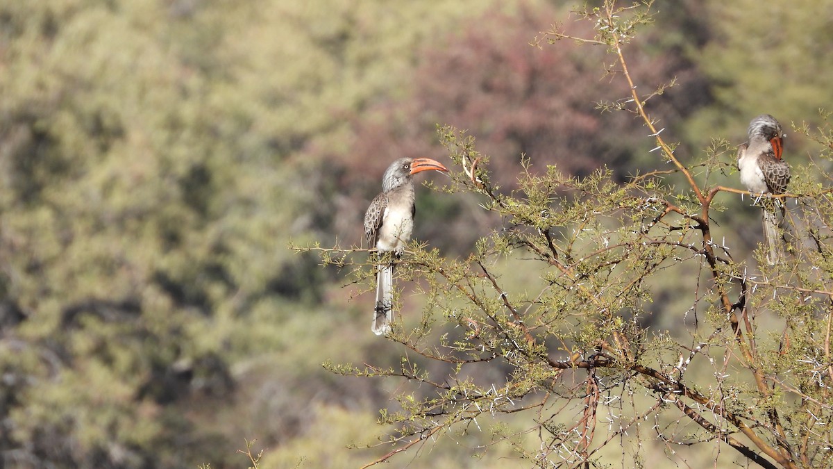 Bradfield's Hornbill - ML477129771