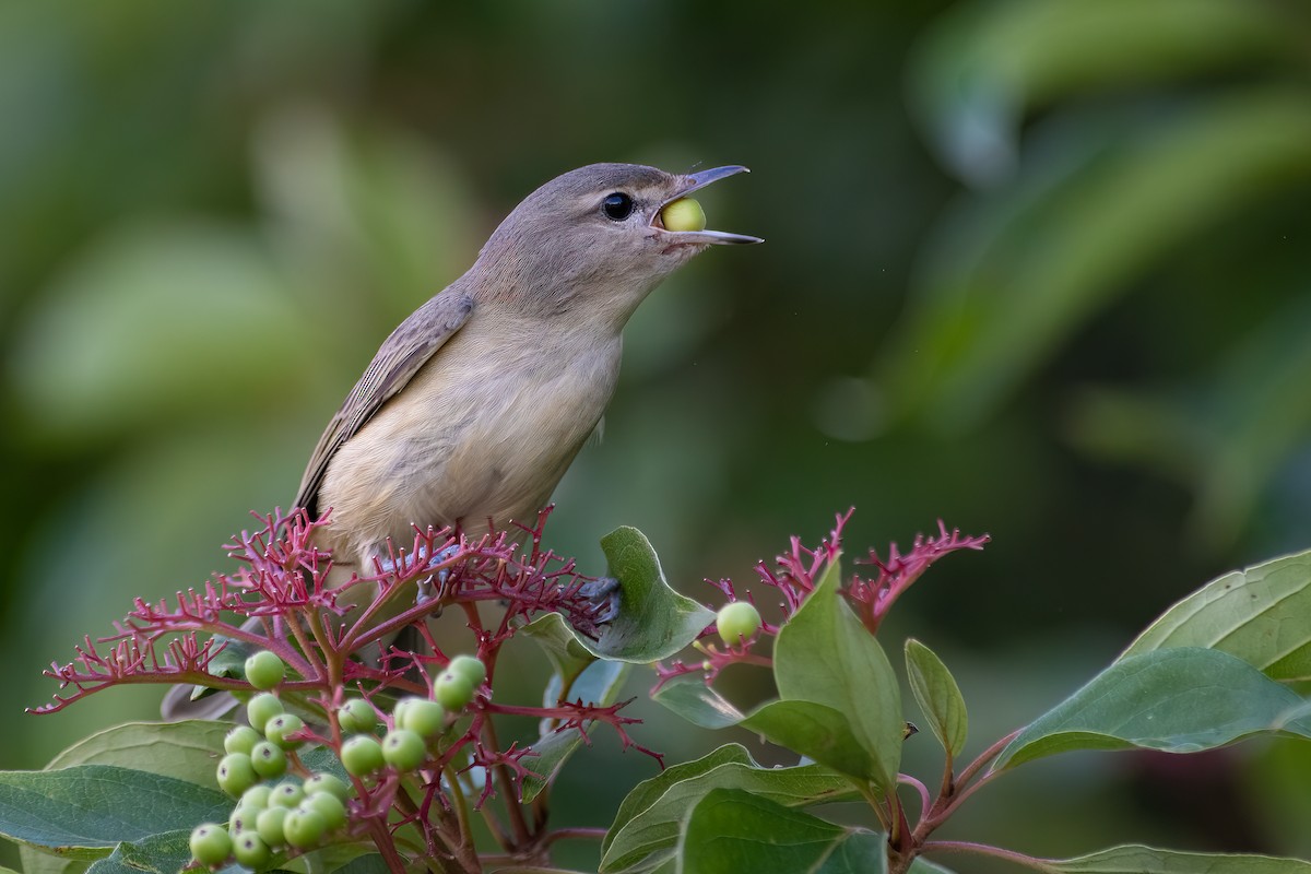 Warbling Vireo - ML477130901