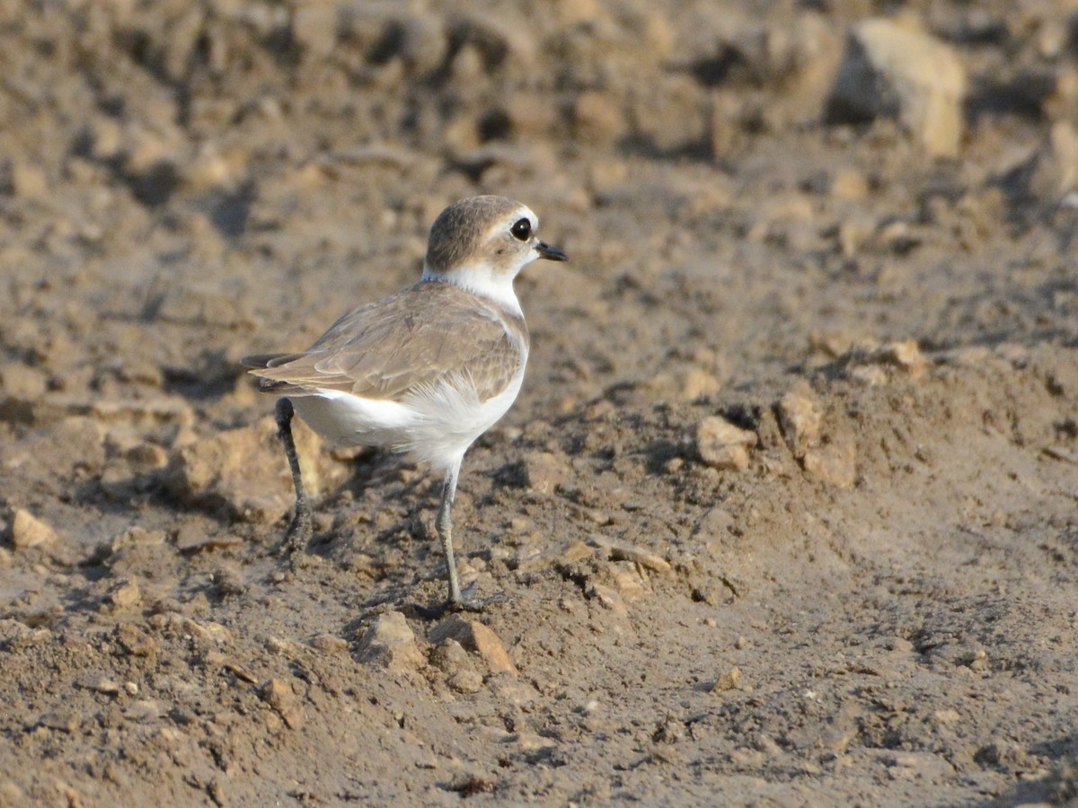 Kentish Plover - ML477131451