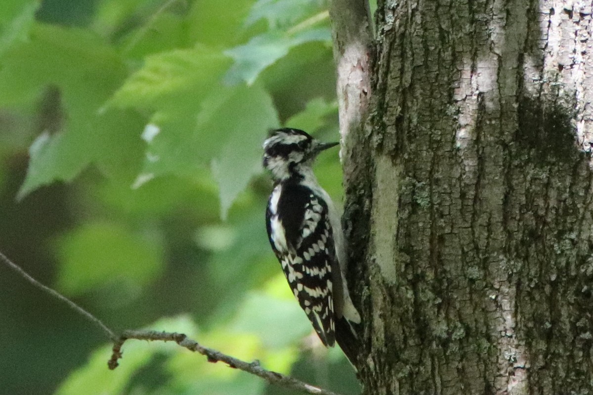 Downy Woodpecker - ML477131461