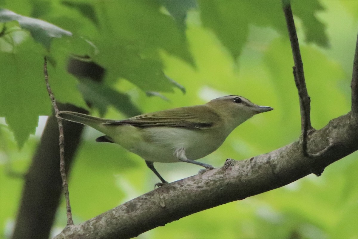 Red-eyed Vireo - ML477131561