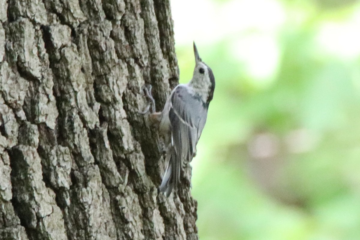 White-breasted Nuthatch - ML477131651