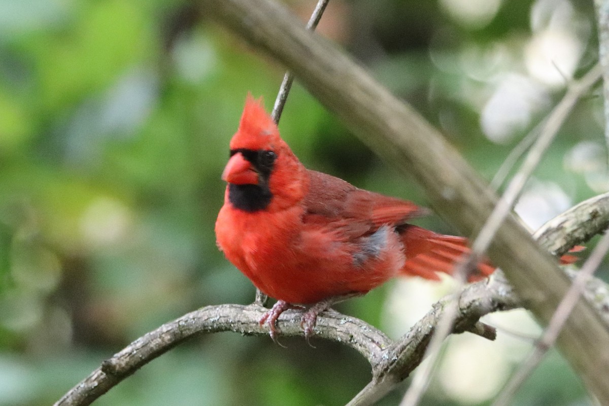 Cardinal rouge - ML477131751