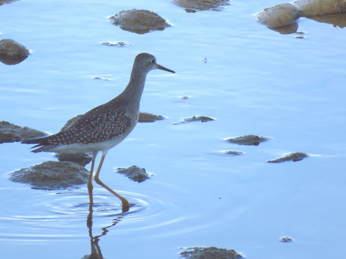 Lesser Yellowlegs - ML477133181