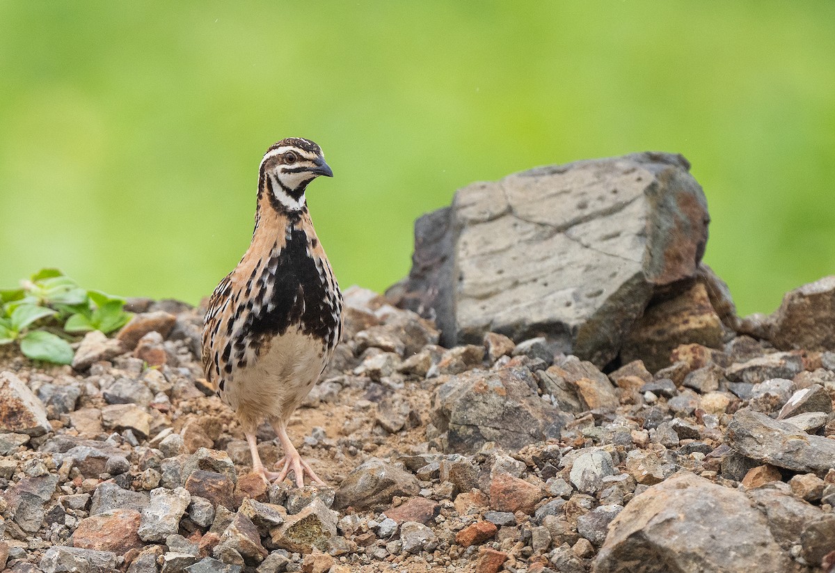 Rain Quail - ML477133361