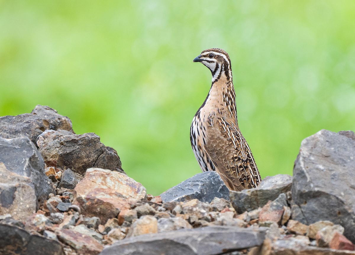 Rain Quail - ML477133371