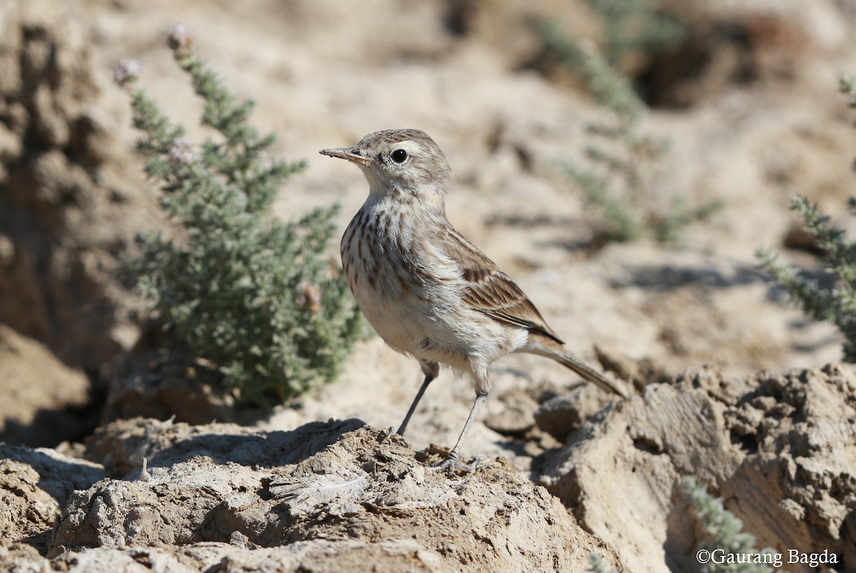 Water Pipit - Gaurang Bagda