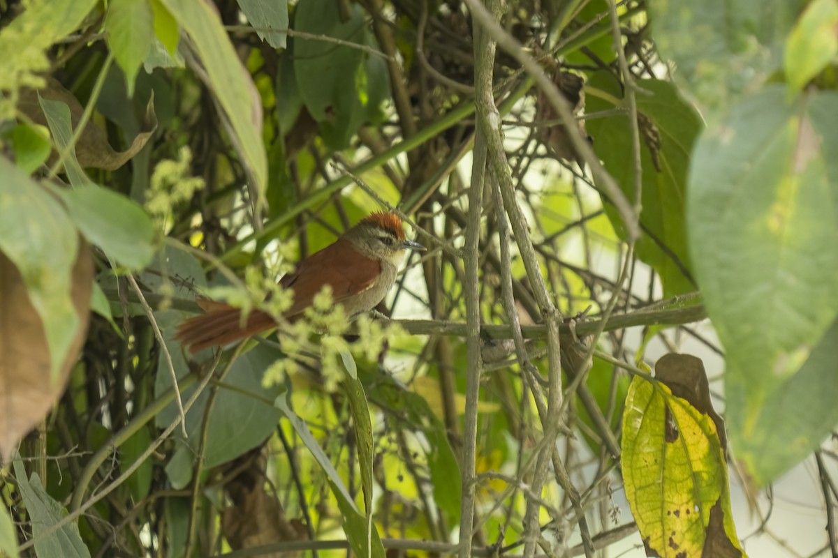 Marcapata Spinetail - ML477133421