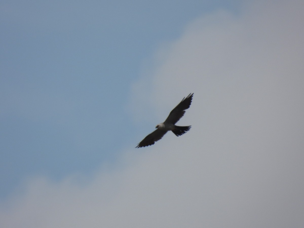 Mississippi Kite - ML477134411