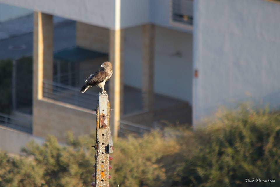 Short-toed Snake-Eagle - ML47713471