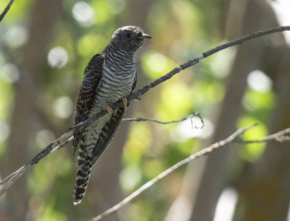 Common Cuckoo - Rafael Hermosilla Ortega