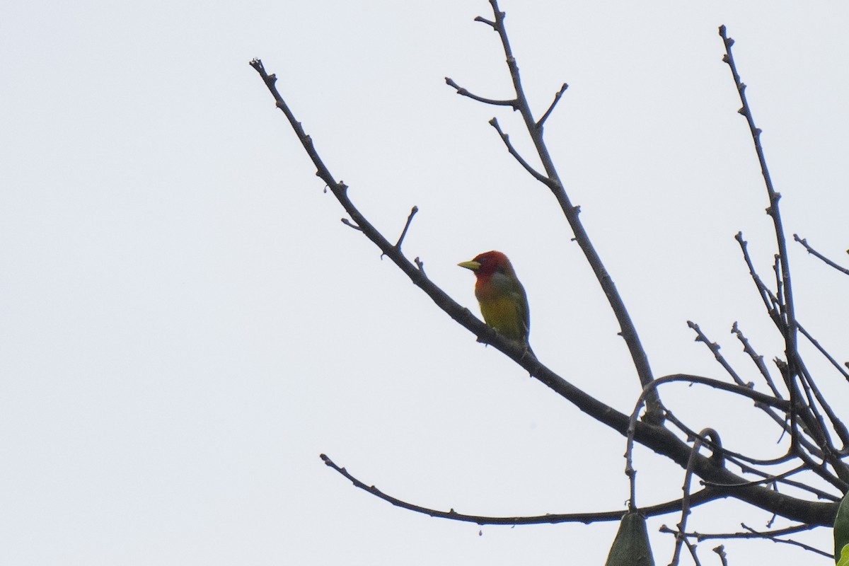 Scarlet-hooded Barbet - ML477136991