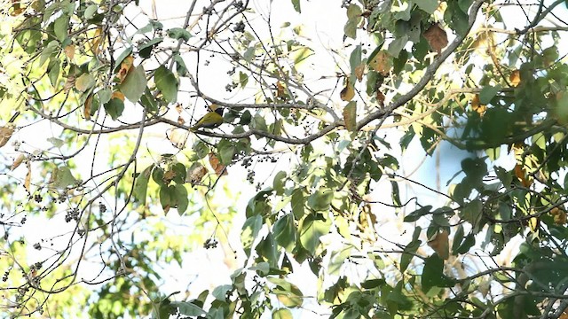 Ethiopian Black-headed Oriole - ML477137