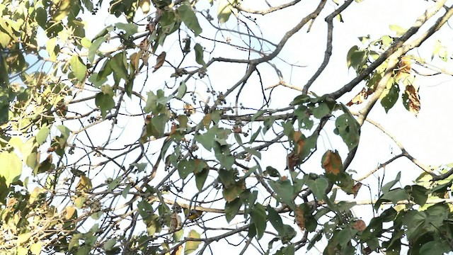 Ethiopian Black-headed Oriole - ML477138