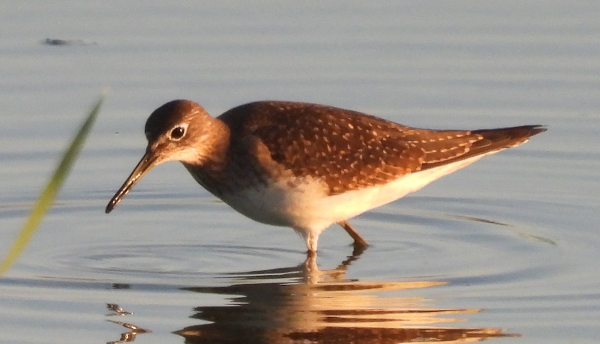 Solitary Sandpiper - ML477138201