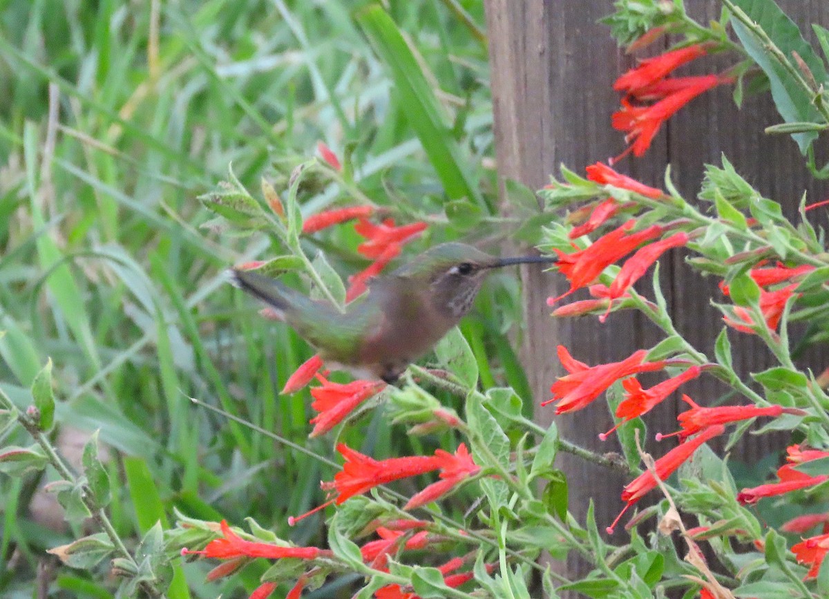 Calliope Hummingbird - ML477138231