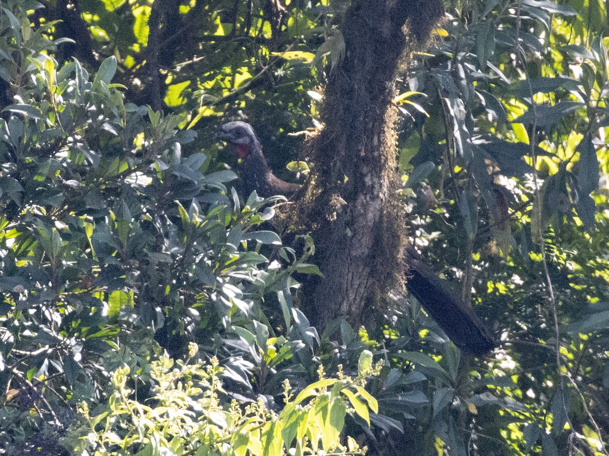 Andean Guan - ML477138331