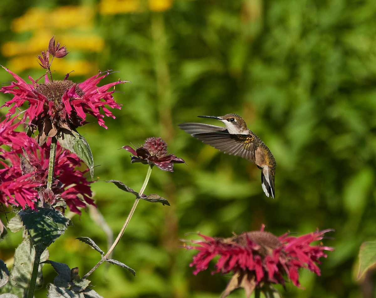 Ruby-throated Hummingbird - Peggy Scanlan