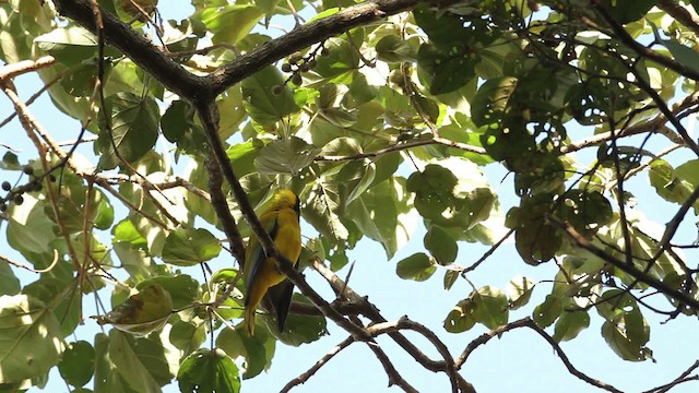 Ethiopian Black-headed Oriole - ML477139