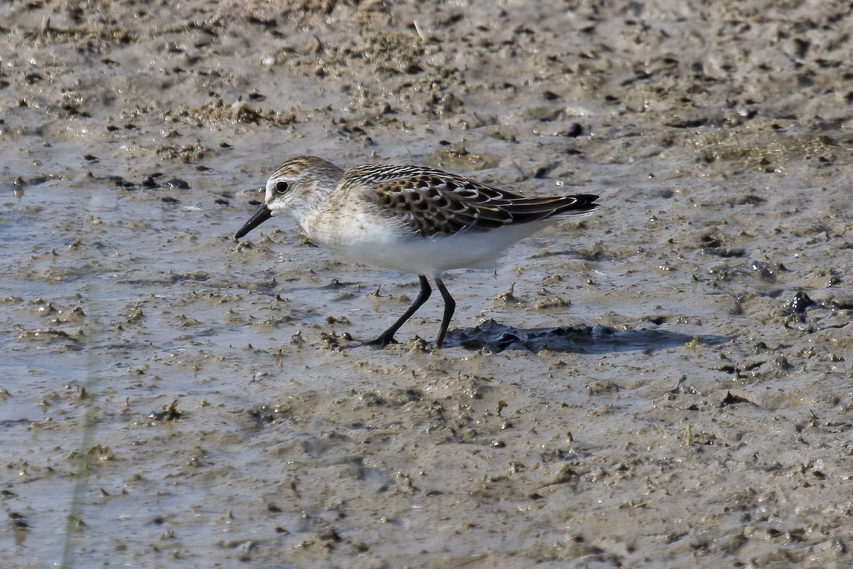 Sandstrandläufer - ML477139411