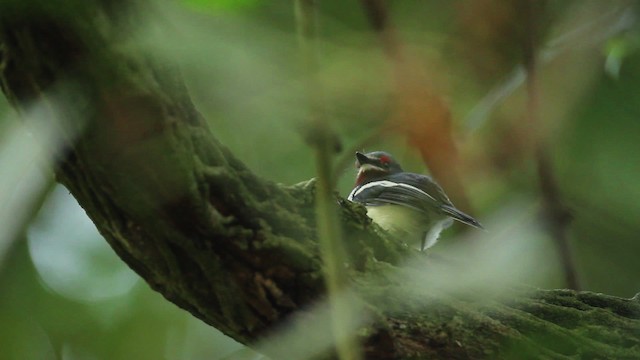 hvitvingepløsøye - ML477140