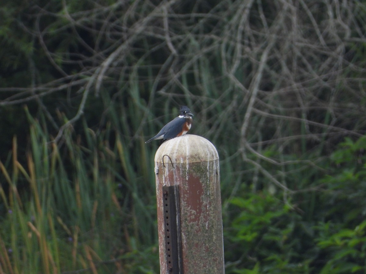 Belted Kingfisher - ML477141011