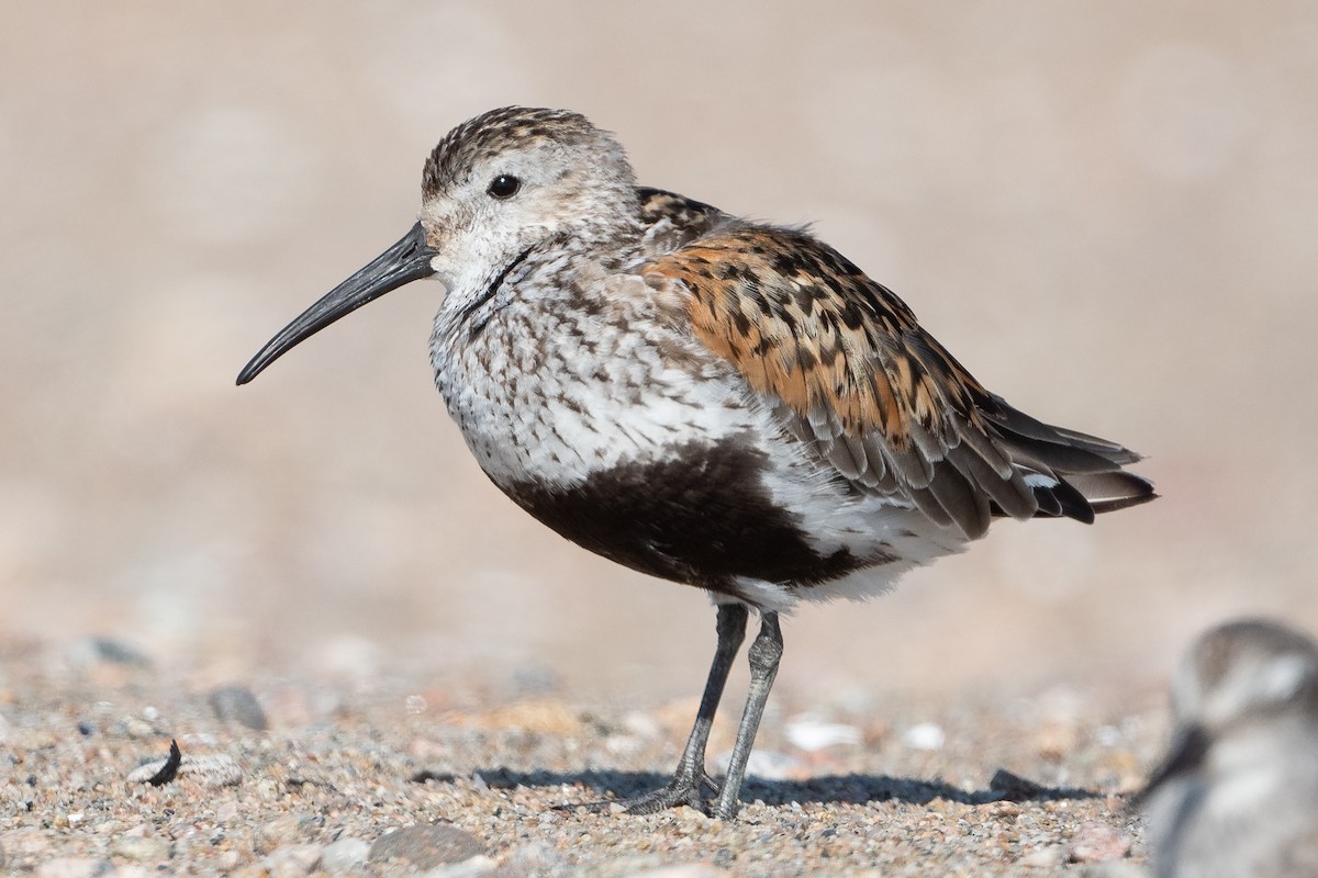 Dunlin - ML477141821