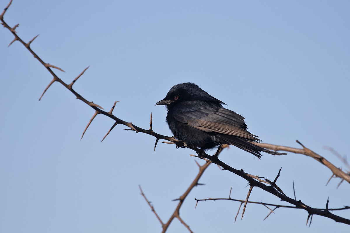 Fork-tailed Drongo (Clancey's) - Charley Hesse TROPICAL BIRDING