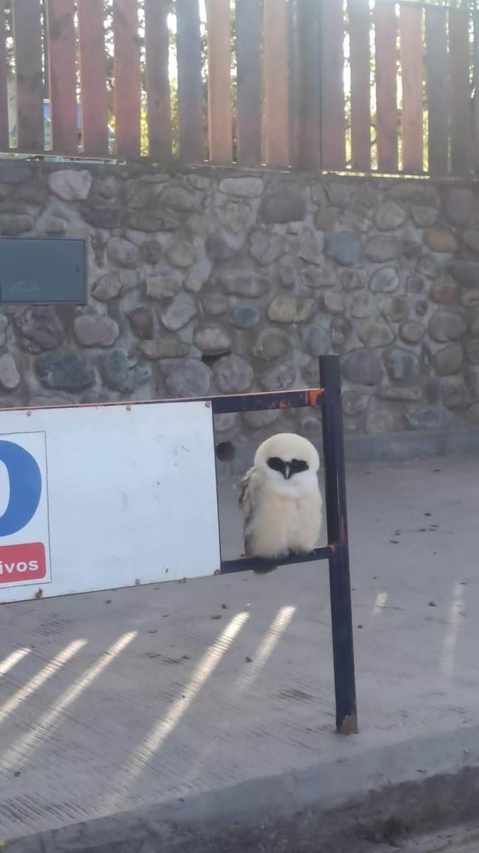 Spectacled Owl - ML477143581